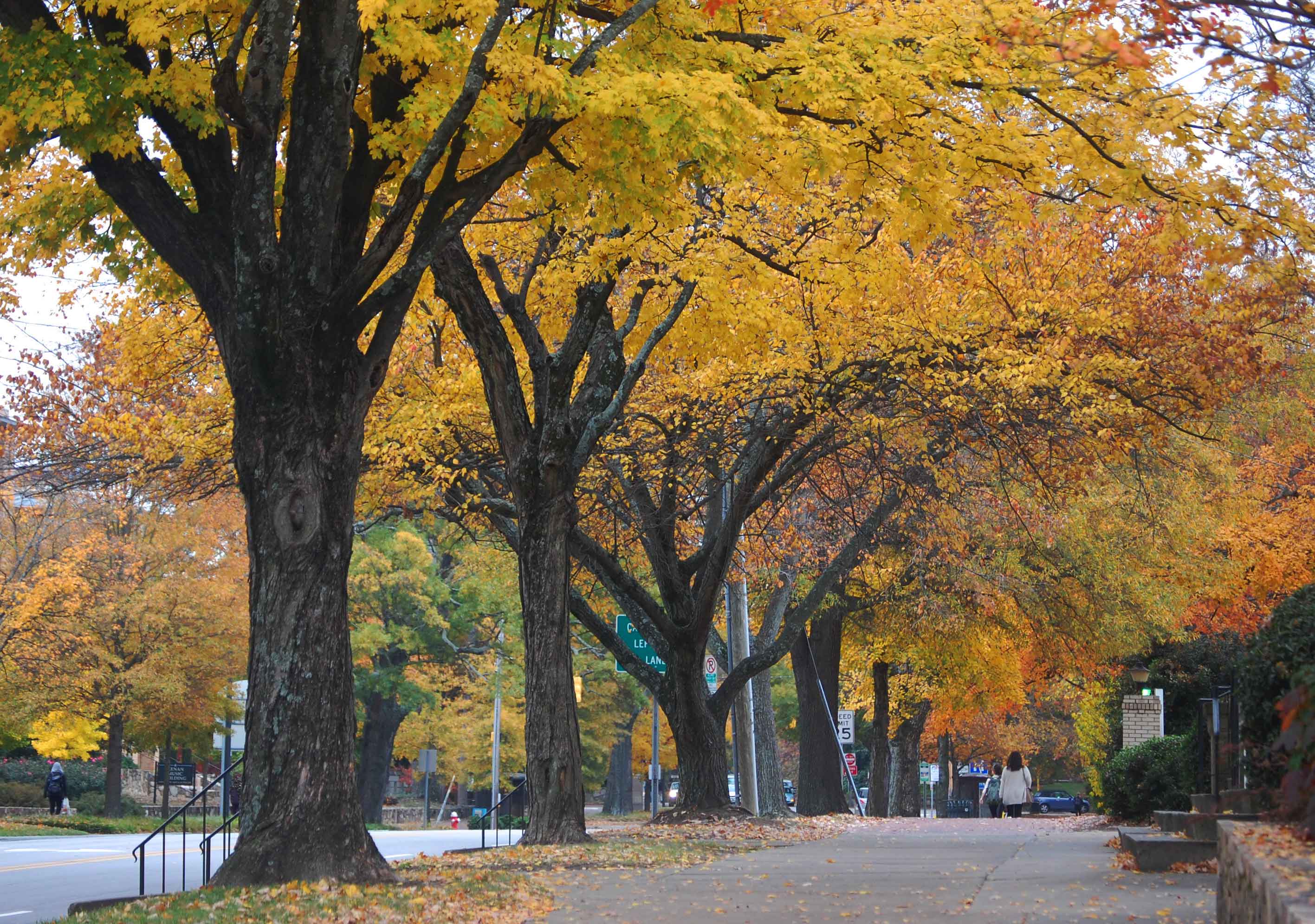 Fall walk in Chapel Hill